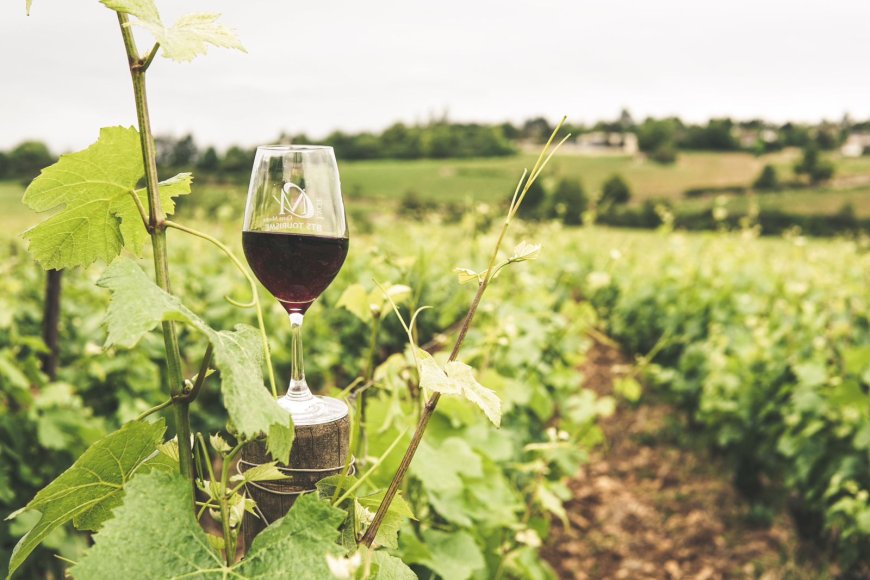 Descubra Vinícolas Únicas: Que destinos oferecem a fusão perfeita entre vinho, arquitetura e natureza? Embarque nessa jornada enológica conosco